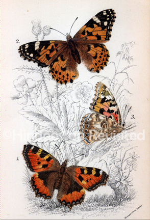 /data/Original Prints/Natural History/BUTTERFLIES AND MOTHS - 1. VANESSA URTICAE  2. 3. PURAMEIS CARDUI.jpg